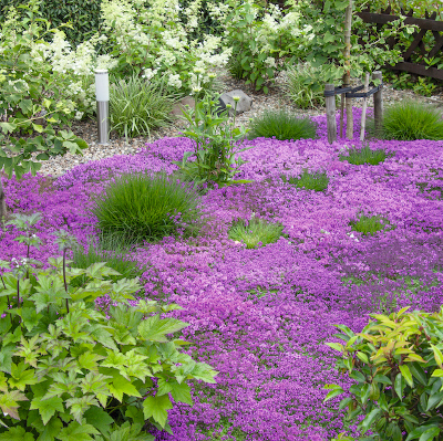 Groundcovers