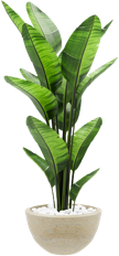 Tropicals