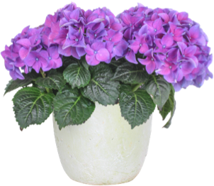 Perennials