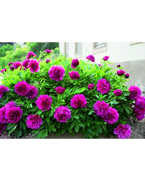 Peonies Victorian Bounty of Blooms 3 pc. R310423