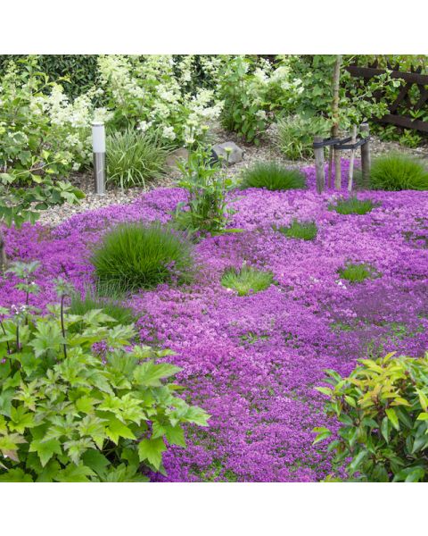 Trample Me™ Flowering Thyme 6 pc. R138825