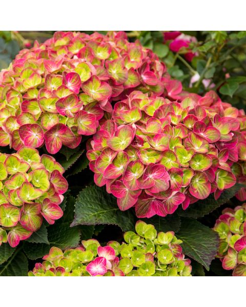 Tilt-A-Swirl Color-Changing Hydrangea 1 pc. R132194