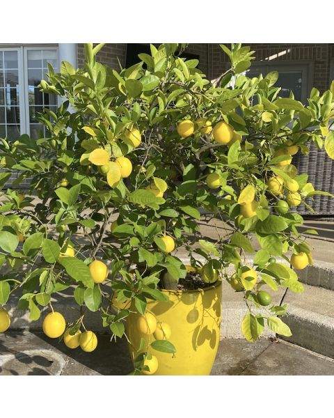 Improved Meyer Lemon Tree 1 pc. R61274 