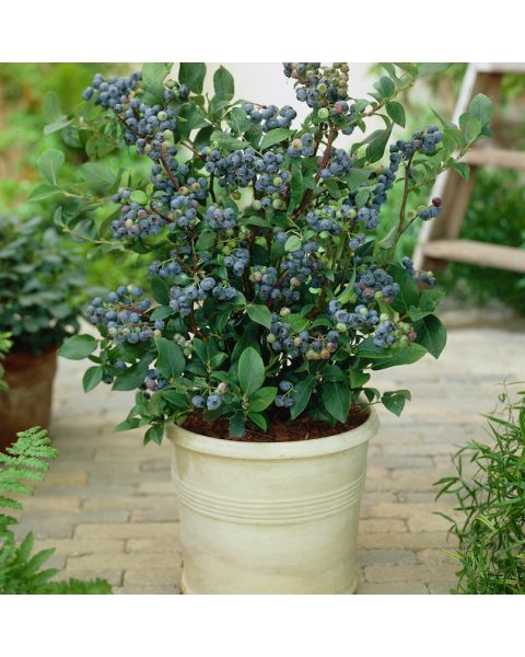 Dwarf 'Top Hat' Blueberry Bush 1 pc. R82259