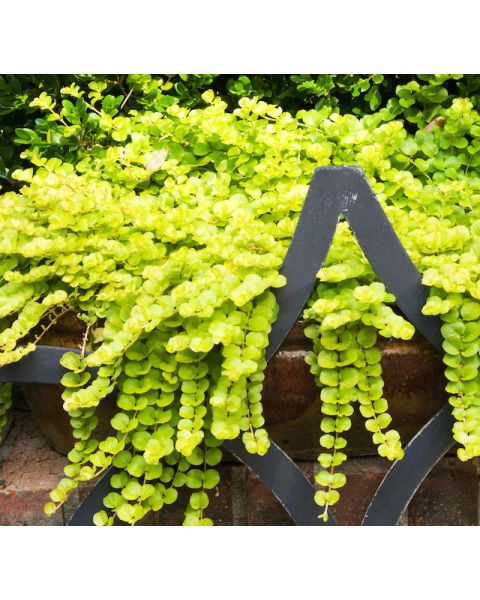 Golden Creeping Jenny Groundcover 3 pc. R138798