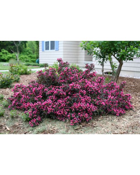 Weigela Proven Winners® Spilled Wine® 1 pc. R457643