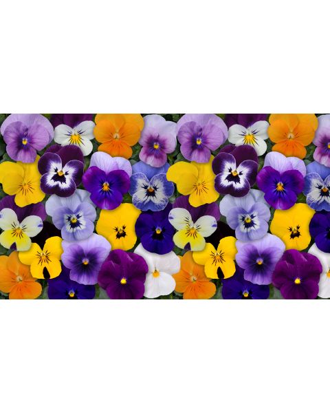 Penny Series Viola 3 pc. R138807