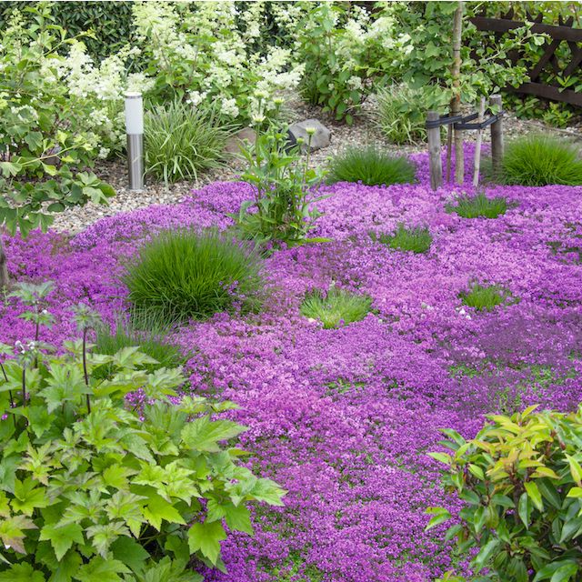 Trample Me™ Flowering Thyme 6 pc. R138825