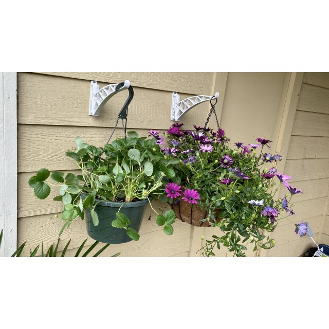 Wondrous Wonder Plant Hanger Set 6pc R261619