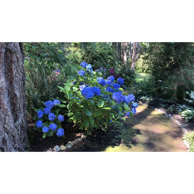 Hydrangea Proven Winner's® Pre-budded Blue Hydrangea 1 pc. R66929