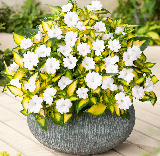 Annuals